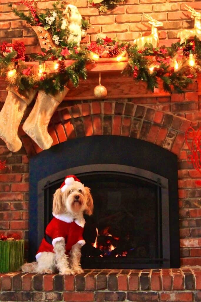 dog in front of fireplace mantle with stockings