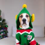 dog in ugly christmas sweater