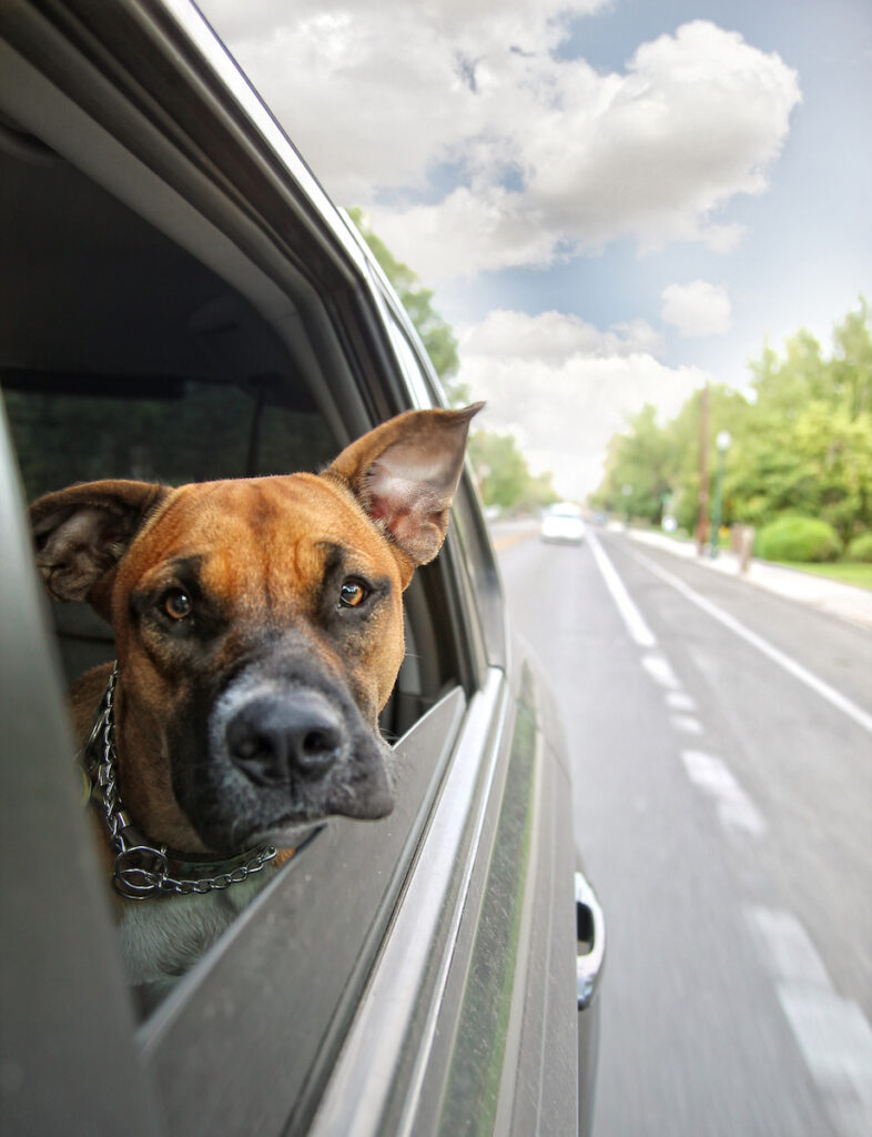 dog friendly vacation in car