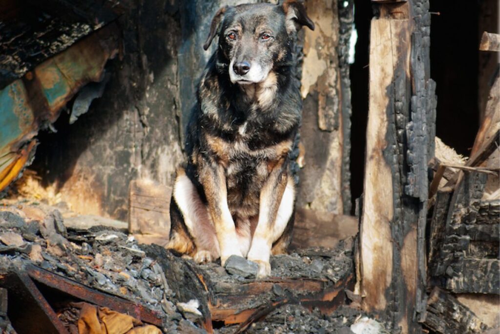 pet fire safety dog in burned house