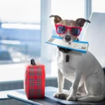 dog holding ticket in its mouth for travel
