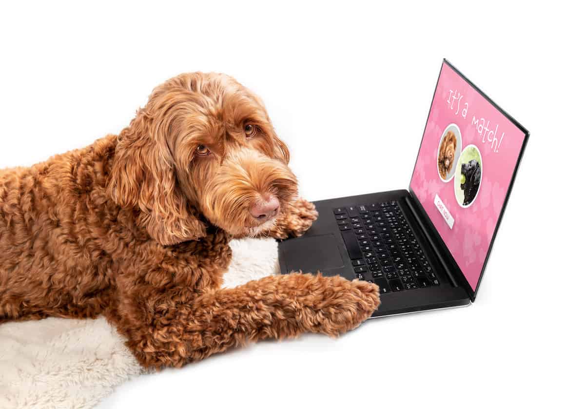 Dog using online dating app on laptop. Pink romantic screen with match of male Labrador and female Labradoodle dog. Concept for breeding, pets searching for love online or pets using technology.