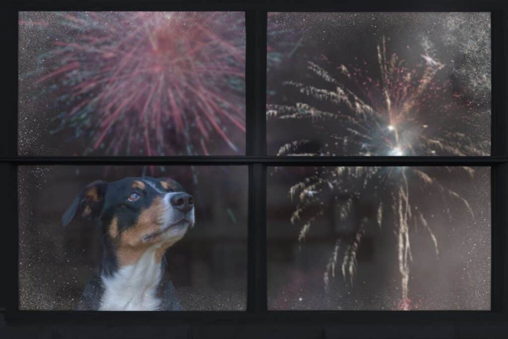 dog-afraid-of-fireworks