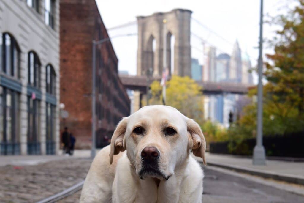 dog names after places in cities states in front of brooklyn bridge nyc