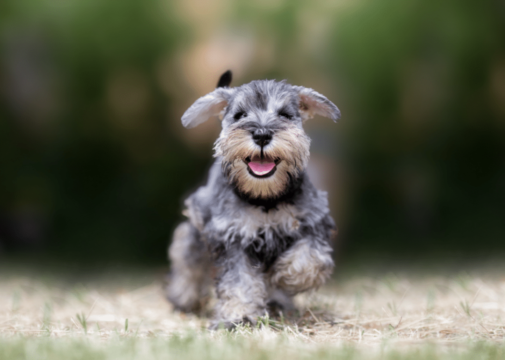 hypoallergenic small dog breeds featured image