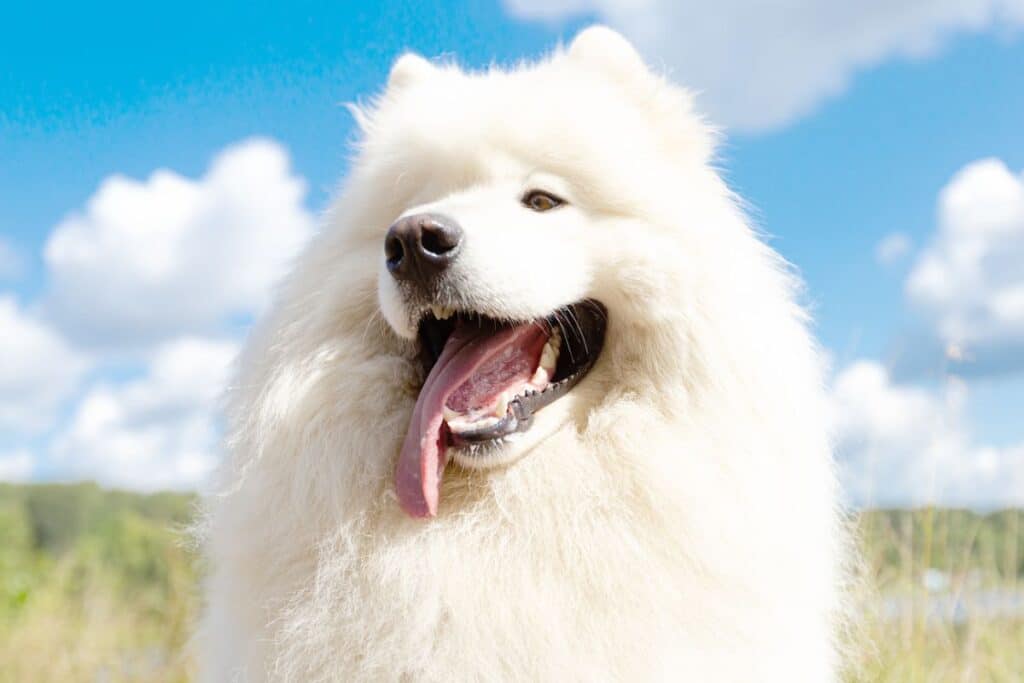 big fluffy white dog featured image