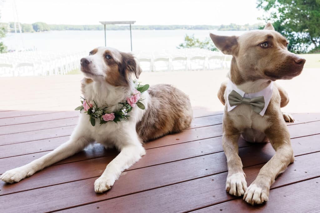 Two adorable dogs wearing wreaths made of beautiful flowers on wedding outdoors closeup dogs lying on the porch Wedding ceremony Two cute dogs