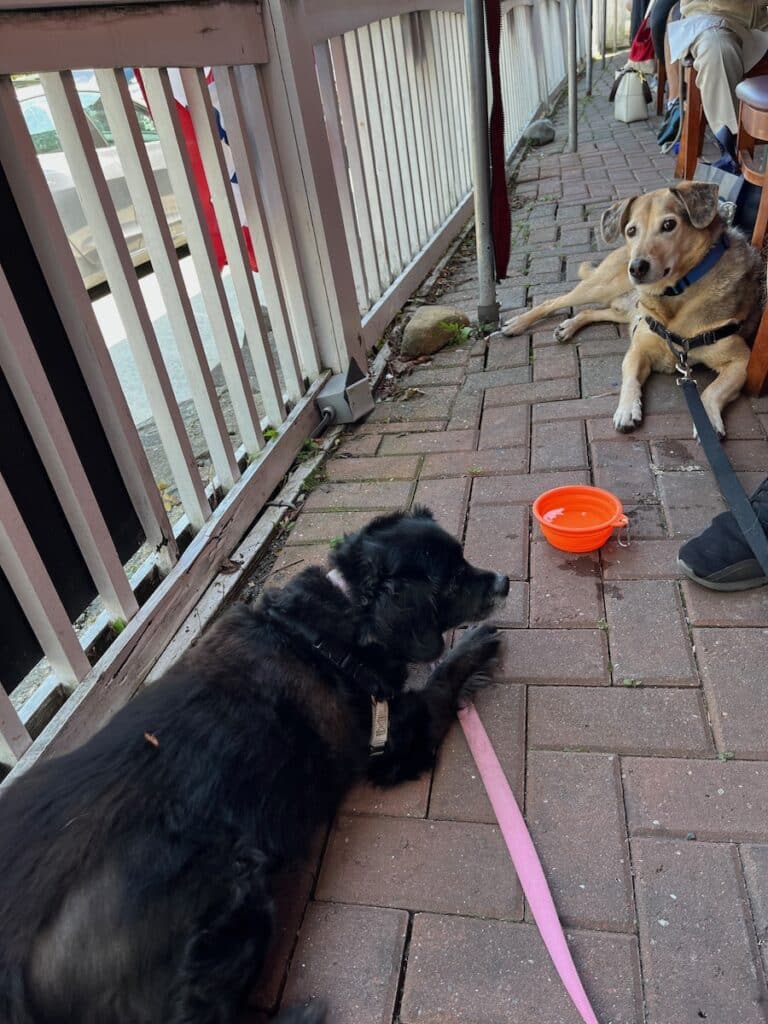 oscar and sadie at outdoor restaurant in bar harbor maine